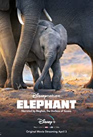 Watch Free Elephant (2020)