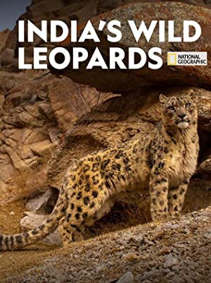Watch Free Indias Wild Leopards (2020)